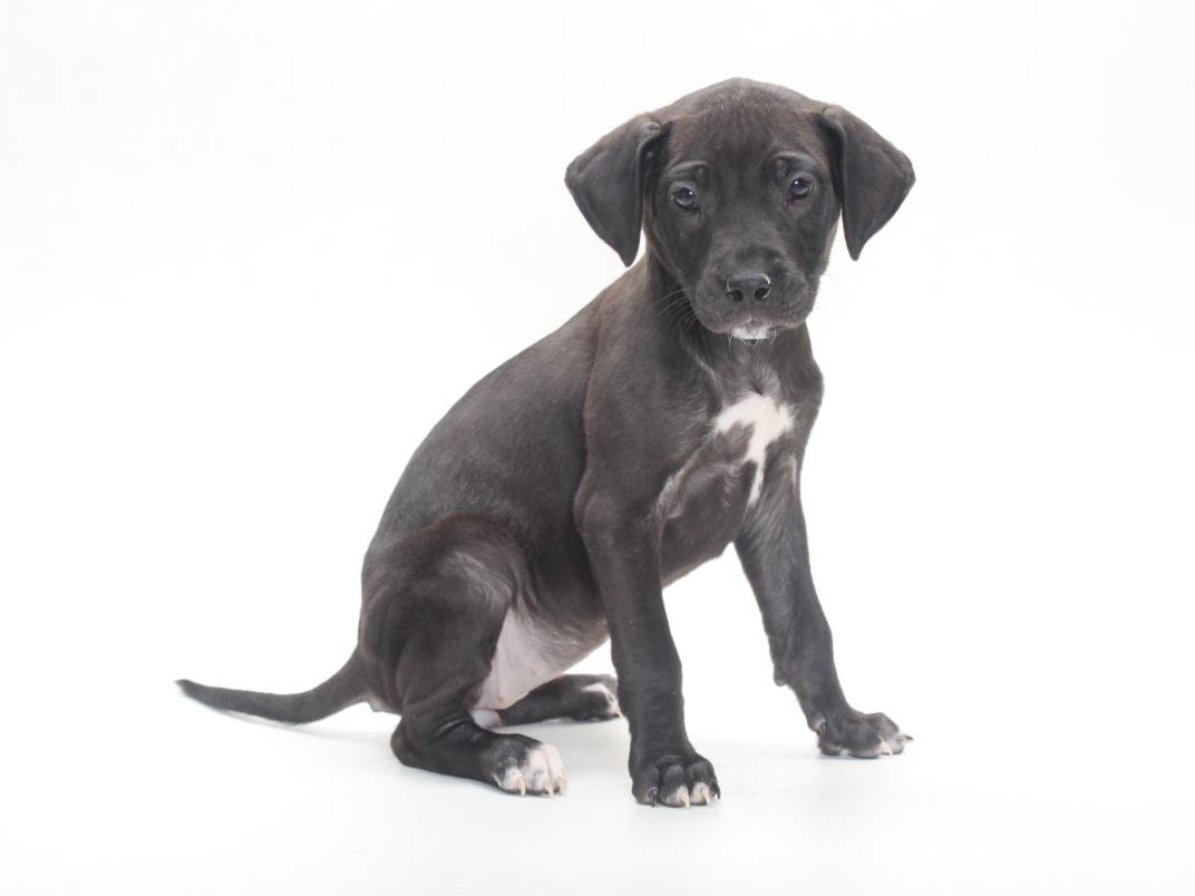 *MONICA - Great Dane / Pit Bull Terrier available for adoption