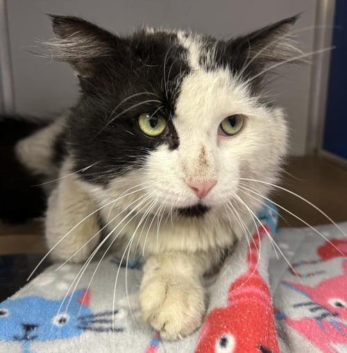 *MICK - Domestic Medium Hair for adoption in Glendale