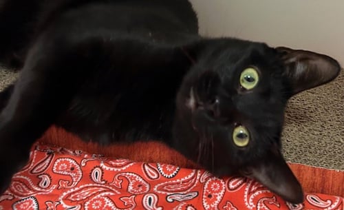 *ASH - Domestic Short Hair available for adoption