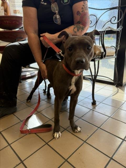 COCO - Pit Bull Terrier available for adoption