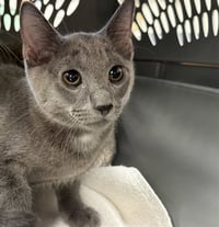 MILO - Photo 1