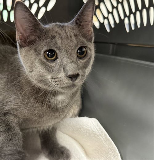 MILO - Domestic Short Hair available for adoption