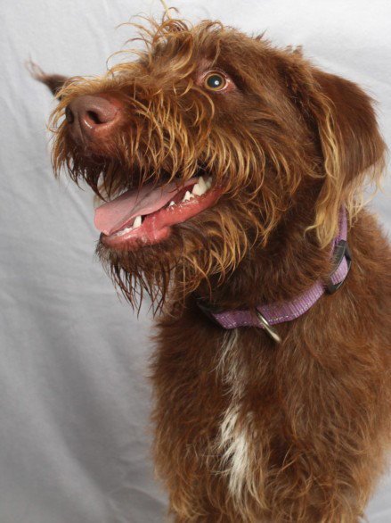 SKY CANELA - German Wirehaired Pointer available for adoption