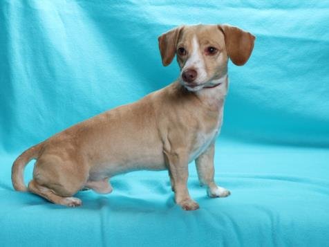 STEWIE - Chihuahua available for adoption