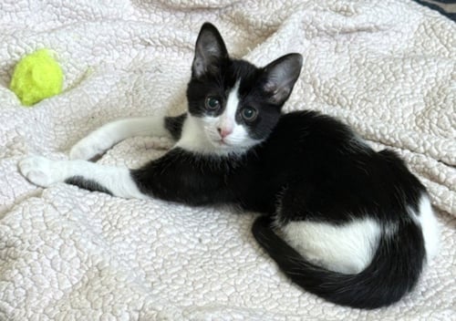 *COOKIES & CREAM - Domestic Short Hair available for adoption