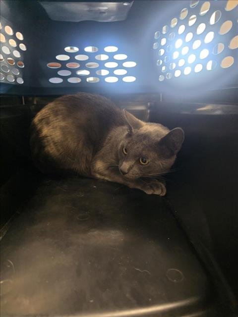 VIN DIESEL* - Domestic Short Hair available for adoption