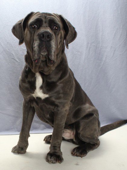 *LUNA DALE - Neapolitan Mastiff available for adoption