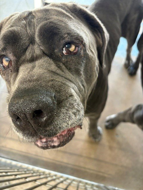 *LUNA DALE - Neapolitan Mastiff available for adoption