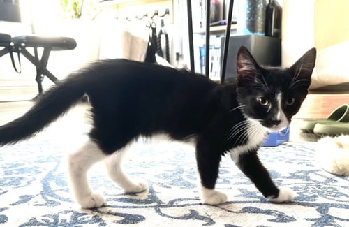 *BERT - Domestic Short Hair available for adoption