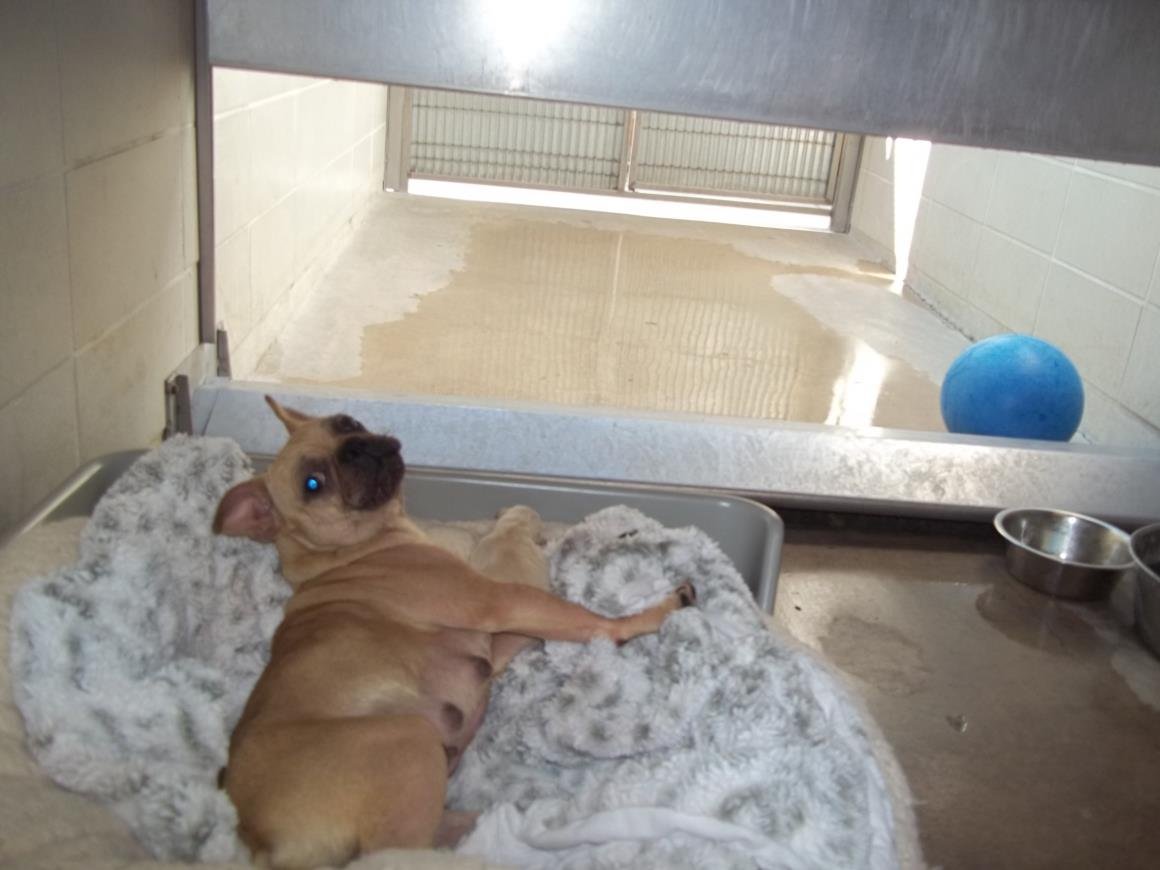 *CHILIBEAN - Pug available for adoption