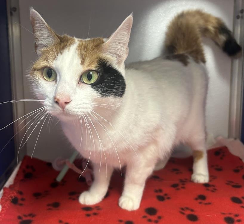 DARCY ** - Domestic Short Hair available for adoption