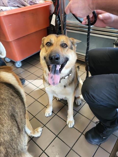 *FINN - German Shepherd Dog available for adoption