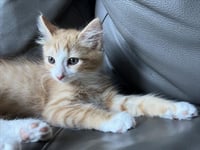 *OTIS - Photo 1