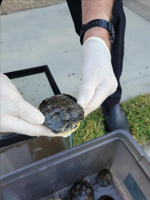 A105579 - Turtle available for adoption