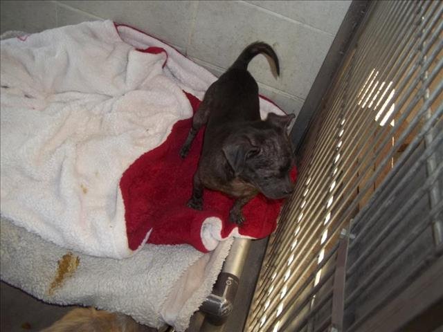 *LOUIE - Chihuahua / Pug available for adoption