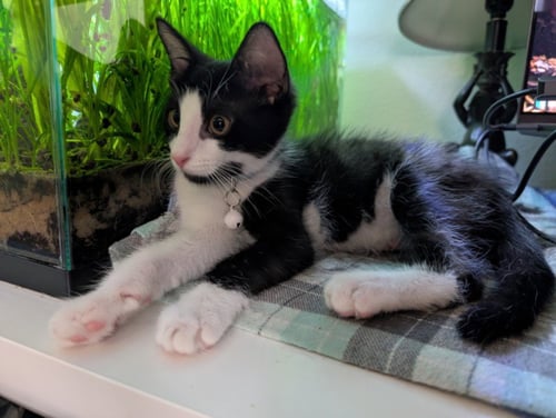 *DUKE - Domestic Short Hair available for adoption