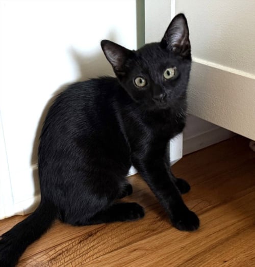 *PISTACHIO - Domestic Short Hair available for adoption