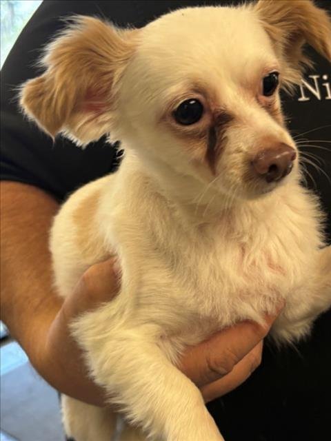 A138967 - Chihuahua available for adoption