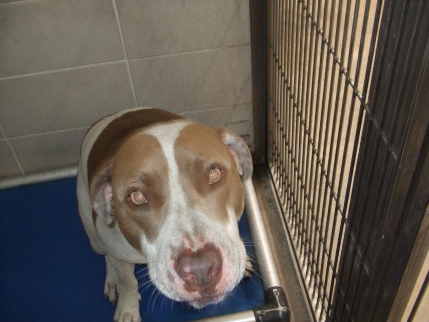 PICKLES - Pit Bull Terrier available for adoption