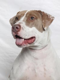 PICKLES - Photo 1