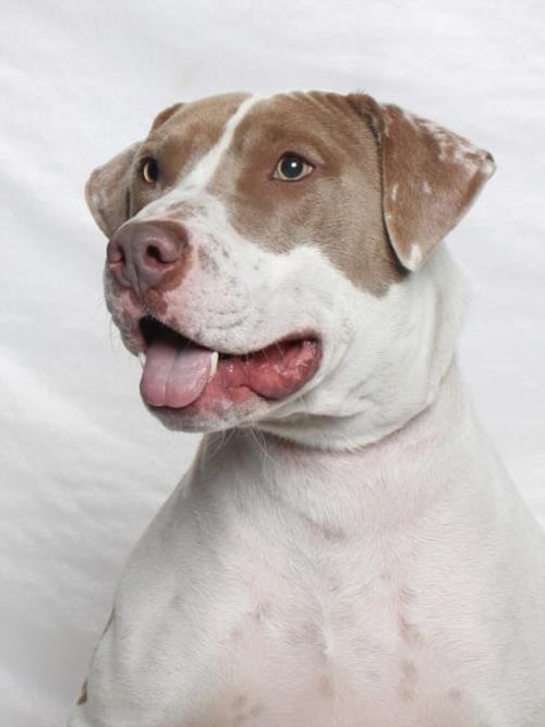 PICKLES - Pit Bull Terrier available for adoption