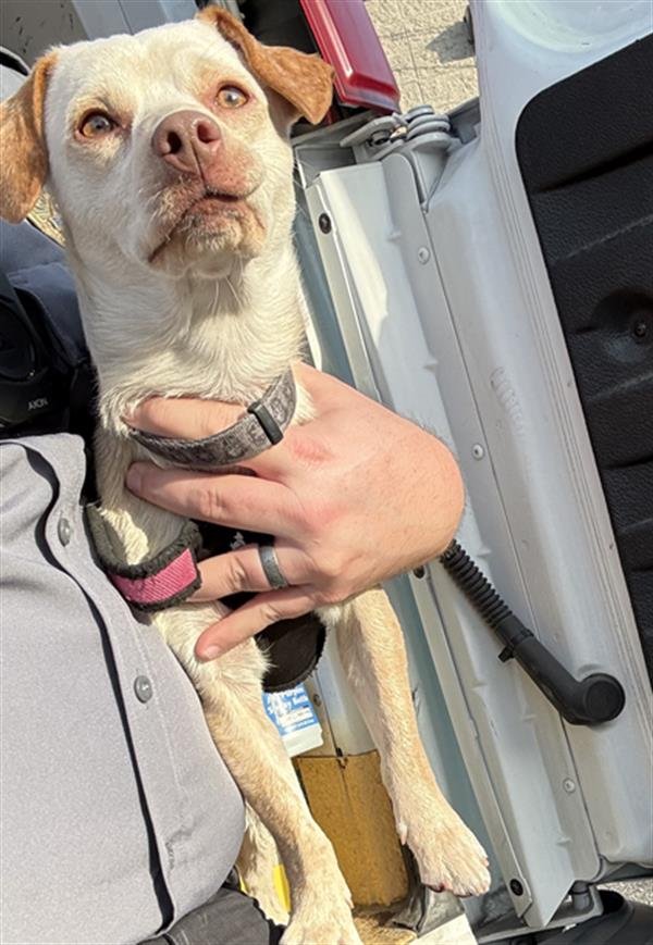 CHICO - Chihuahua / Beagle available for adoption