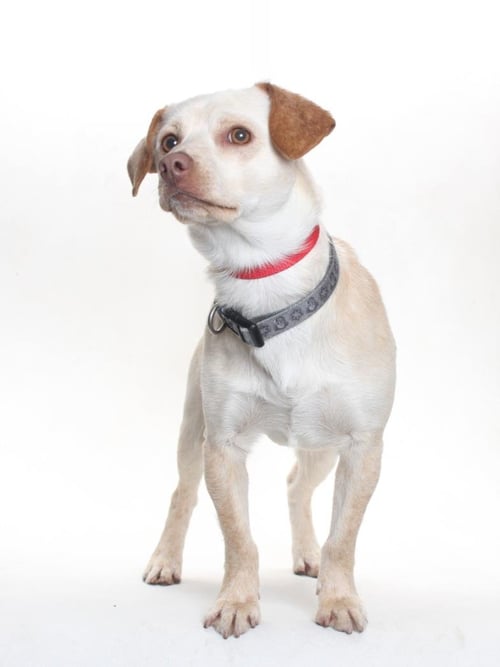 CHICO - Chihuahua / Beagle available for adoption