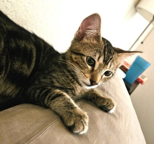 *BUTCH - Domestic Short Hair available for adoption