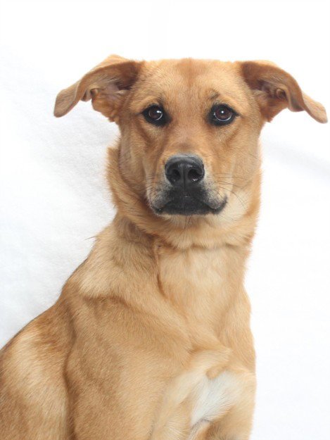 BARBIE - Labrador Retriever available for adoption