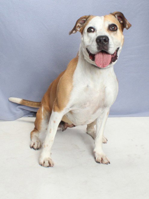 DAISY - Pit Bull Terrier available for adoption