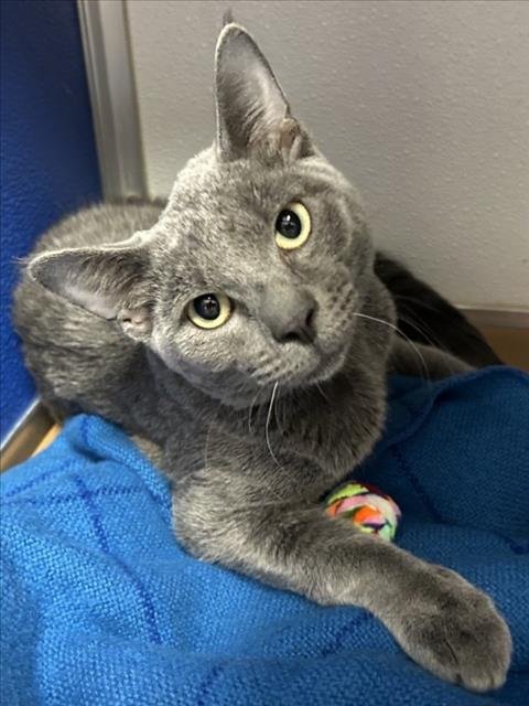 *FREDDY - Domestic Short Hair available for adoption