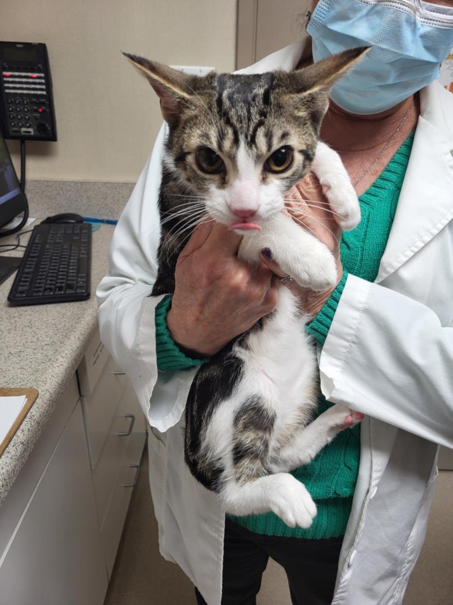 *STACK - Domestic Short Hair available for adoption