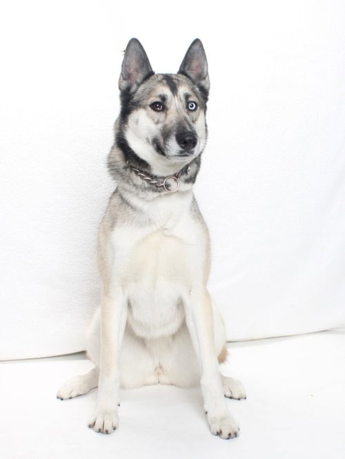 *BOOTS - German Shepherd Dog / Husky available for adoption