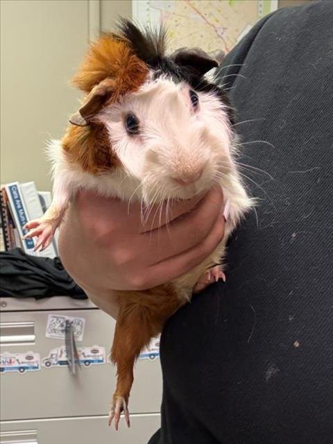 STUART - Guinea Pig available for adoption