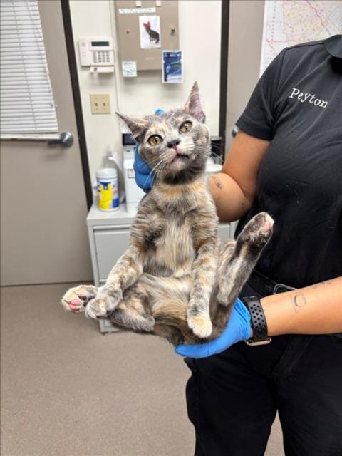 *STARLIGHT - Domestic Short Hair available for adoption