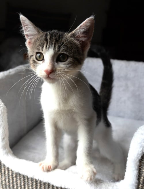 *TURNIP - Domestic Short Hair available for adoption