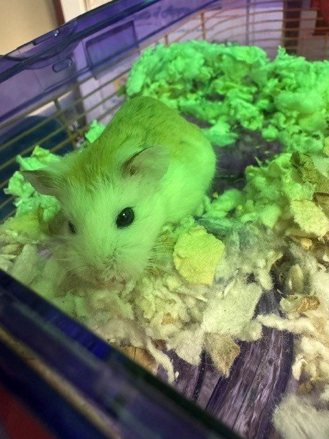A141231 - Hamster available for adoption
