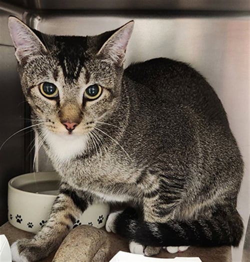 A143106 - Domestic Short Hair available for adoption
