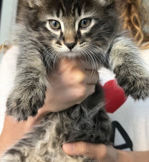 *ADAM - Domestic Short Hair available for adoption