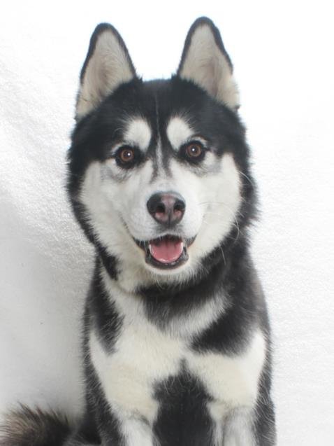 RAZ - Siberian Husky available for adoption