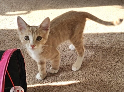 *COOPER - Domestic Short Hair available for adoption