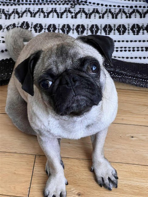*JESS - Pug available for adoption
