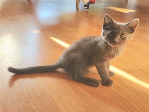 *CLOUD - Domestic Short Hair available for adoption