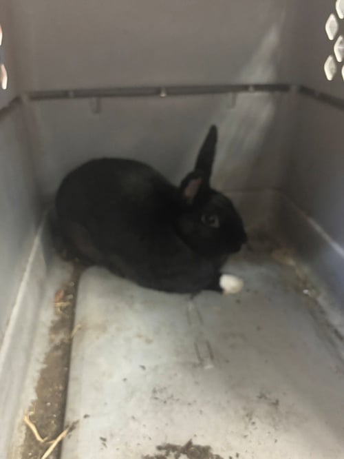 *MICHAEL - Shorthaired Rabbit available for adoption