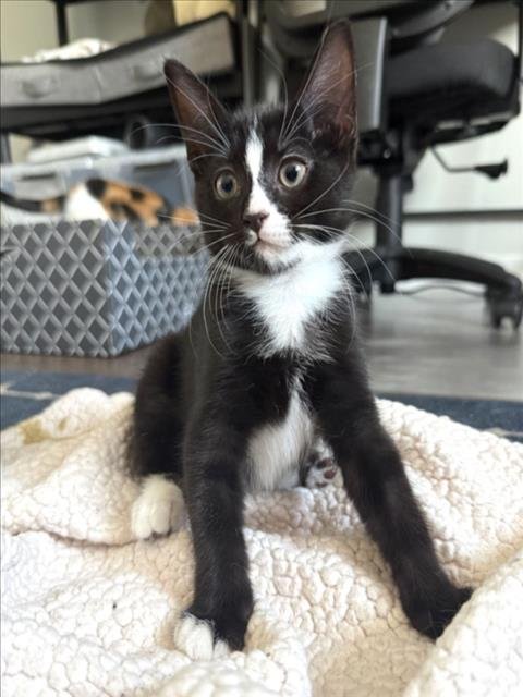 *CHOCOLATE CHIP - Domestic Short Hair available for adoption