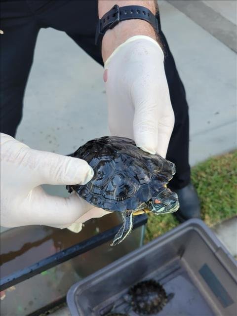 A105583 - Turtle available for adoption