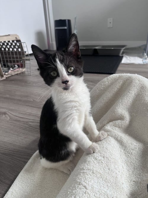 *BUSTER - Domestic Short Hair available for adoption
