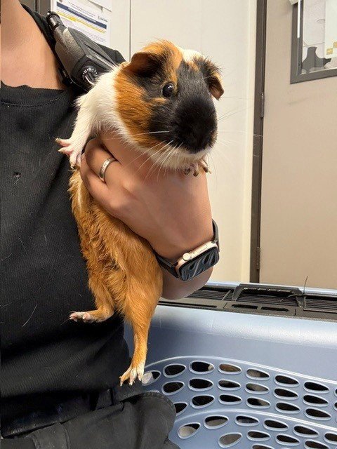 A143373 - Guinea Pig available for adoption