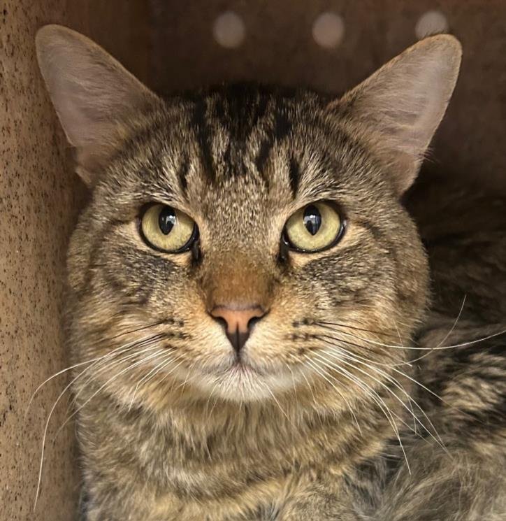 *BEARBEAR - Domestic Medium Hair available for adoption