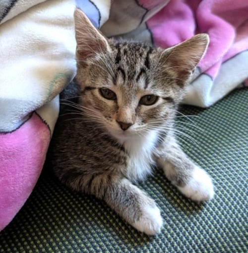 *ADELE - Domestic Short Hair available for adoption